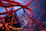 Blood Vessels Stretch updates, Blood Vessels Stretch latest, how far can blood vessels stretch if laid out end to end, Sachin tendulkar