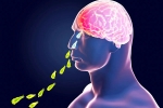 Primary Amoebic Meningoencephalitis in Kerala, PAM, brain eating amoeba in kerala why and how it spreads, Recovery