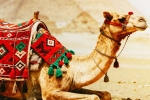 Camel Milk new breaking, Camel Milk side effects, benefits and side effects of camel milk, Animal