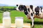 Cow Milk Protein breaking, Cow Milk Protein updates, can cow milk protein lead to type 1 diabetes, Intolerance