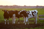 cow urine for cancer, cow therapy for cancer, cow urine can cure cancer says nagpur institute, Antiseptic