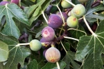 Figs non-vegetarian, Figs updates, are figs really vegetarian or non vegetarian, Charity