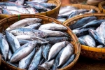 Fish good, Fish advise, eat this fish twice a week to stop hair loss, Wellness