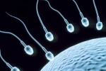 Foods To Increase Sperm Count, Super Foods To Improve Sperm Count, 8 super foods to improve sperm count, Male fertility