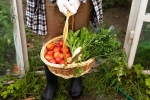 Fruits and Veggies updates, Fruits and Veggies growth, fruits and veggies that are easy to grow at home, Strawberry