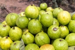 Guava bad for which people, Guava good for health, who should be careful with guava, Maxim