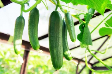 Hack to grow Cucumber is going viral for all the Right Reasons