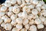 Garlic a Mosquito Repellent, Garlic Vs Mosquito Repellent latest breaking, is garlic a mosquito repellent, Invest