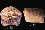 Hybodont Sharks latest updates, Hybodont Sharks news, new species of jurassic age hybodont shark discovered in rajasthan, Bajpai
