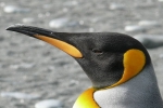 impacts the environment, impacts the environment, laughing gas released from penguins poop causes a ruckusto the environment, Penguins