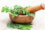 Is Moringa a Must-Have in your Diet?