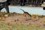 New York, Mayor concern on New York rodents, must experience trend in new york city, New york city