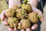 Sprouted Potatoes latest breaking, Sprouted Potatoes disadvantages, what happens when you eat sprouted potatoes, Flower Sprouted Potatoes latest breaking, Sprouted Potatoes disadvantages, what happens when you eat sprouted potatoes, Flower