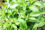 Stevia latest breaking, Stevia for blood sugar, is consuming stevia bad for blood sugar levels, High blood pressure Stevia latest breaking, Stevia for blood sugar, is consuming stevia bad for blood sugar levels, High blood pressure