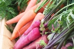 Carrot, Red Carrot Vs Orange Carrot latest, which carrot is more beneficial for health, Indian recipes