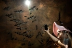 Wuhan CDC facts, Coronavirus, a sensational video of scientists of wuhan cdc collecting samples in bat caves, Wuhan cdc