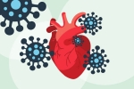 COVID-19, human heart, covid 19 can lead to heart complications not found in any other disease study, Cardiac arrest