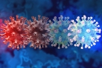 C.1.2 variant vaccine impact, C.1.2 variant in South Africa, latest coronavirus variant evades vaccine protection, New covid variant