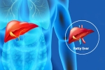 Fatty Liver Disease News health, Fatty Liver Disease News body, body organs that can be affected by fatty liver disease, Body organs