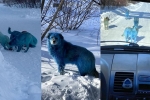 Russia, blue dogs, bright blue stray dogs found in russia, Prank