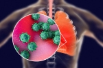 coronavirus, proteins, new studies explain how the coronavirus enters our body, Body organs