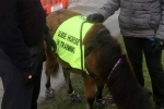 guide dog, guide horse, indian origin man with eye condition to get guide horse in uk, North west