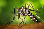 Connecticut news, Connecticut news, health department monitoring 30 babies for zika virus, Zika virus