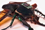 Robotized Cockroaches for buildings, Robotized Cockroaches techniques, insects robotized to hunt for survivors in a collapsed building, Do not limit