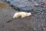 Polar Bear In Iceland breaking, Polar Bear In Iceland 2024, polar bear appears in iceland for the first time in 8 years, Hungry