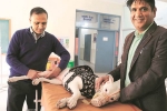 NRI comes India for surgery of his pet, NRI news, nri visits india for pet surgery, Shawna pandya