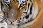 novel coronavirus, nadia, bronx zoo tiger nadia the first animal tested positive for covid 19, Dry cough